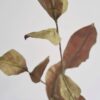 Branche feuillage en papier de soie et végétaux secs